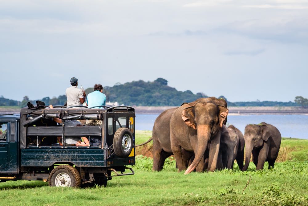 Olifanten in Yala Nationaal Park